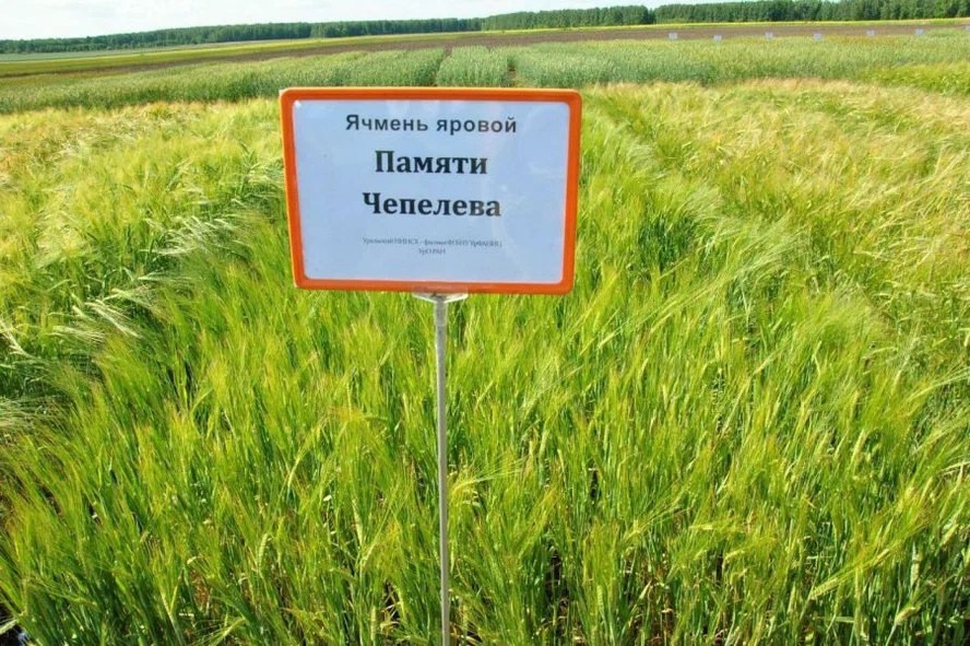 Сорт ячменя, выведенный красноуфимскими селекционерами, стал лидером по площади посевов в России